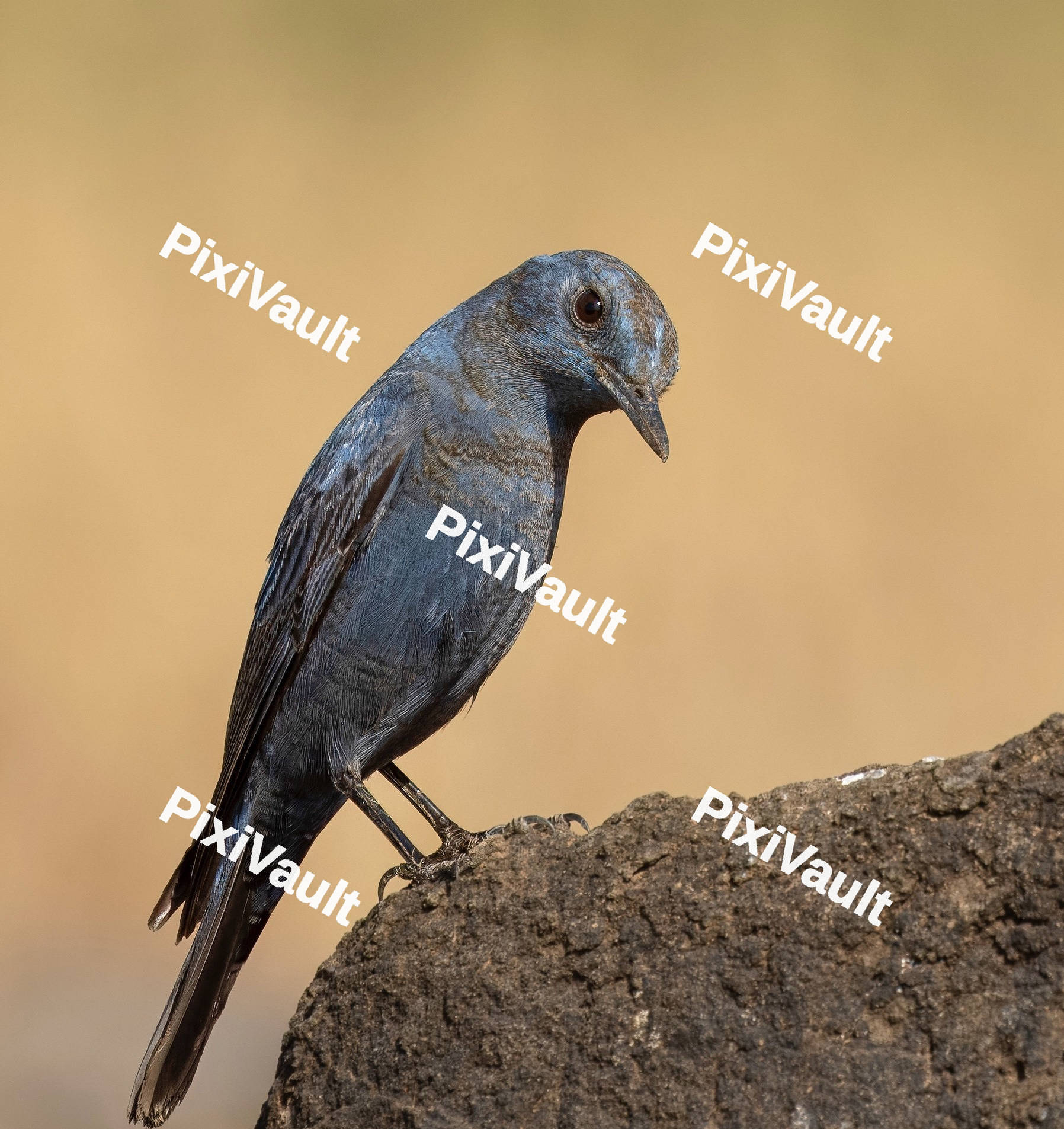 A Bird perching on a rock